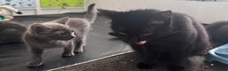 Mixed Breed cats for sale:  4 Kittens British long & short hair mixed breed. - Advert 26