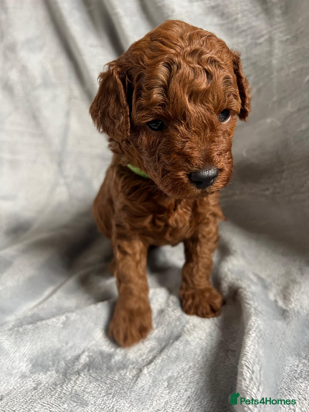 Toy Poodle dogs for sale: Beautiful Red Poodle Puppies - Image 6