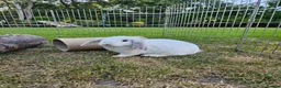 Mini Lop rabbits for sale: Gorgoeus mini lop baby rabbits - Advert 5