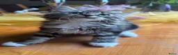 Mixed Breed cats for sale: Maine Coon Mixed Kittens Tabby & Tuxedo Richmond - Advert 6