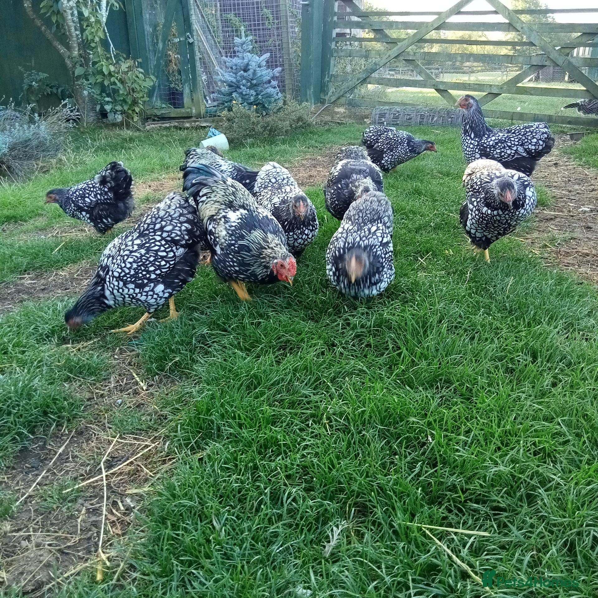 Chickens poultry Pair of Sliver Wyandotte Bantams - Advert 1