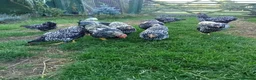 Chickens poultry for sale: Pair of Sliver Wyandotte Bantams in Northallerton - Advert 1