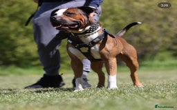 American Bulldog dogs for stud: American bulldog x mastiff for stud - Image 1