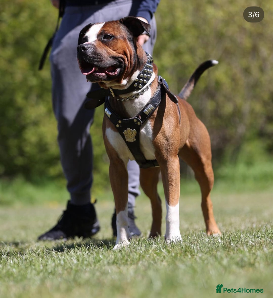 American Bulldog dogs for stud: American bulldog x mastiff for stud - Image 1