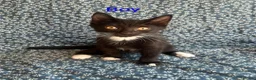 Mixed Breed cats for sale: 12 week old kittens  in Norwich - Advert 5
