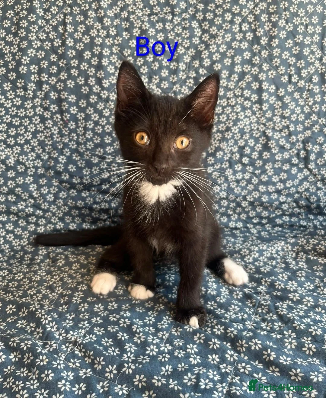 Mixed Breed cats for sale: 12 week old kittens  in Norwich - Advert 5