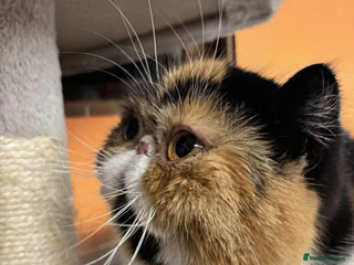 Exotic cats Exotic calico female cfa active 2 years no litters - Advert 2