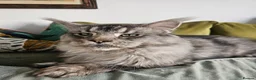 Maine Coon cats for sale: Stunning Maine Coon kittens  - Advert 9