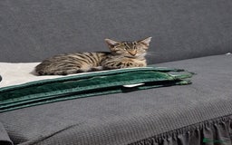 Domestic Shorthair cats for sale: 3 beatiful kittens for the price £200 altogether - Image 9