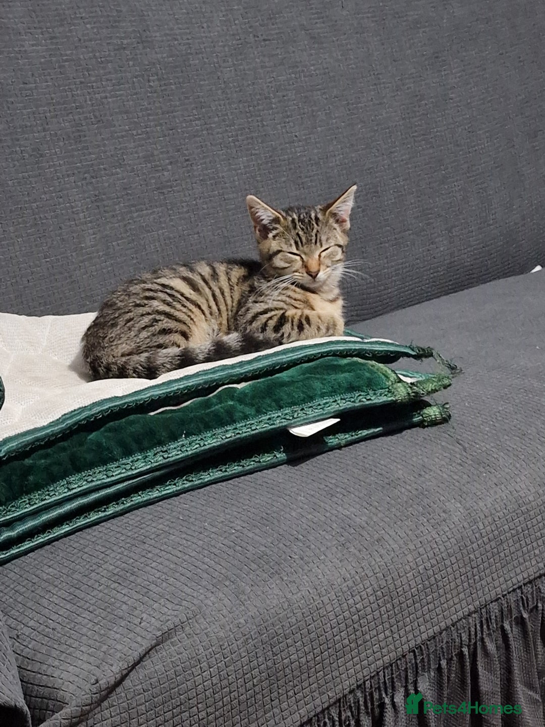 Domestic Shorthair cats for sale: 3 beatiful kittens for the price £200 altogether - Image 9