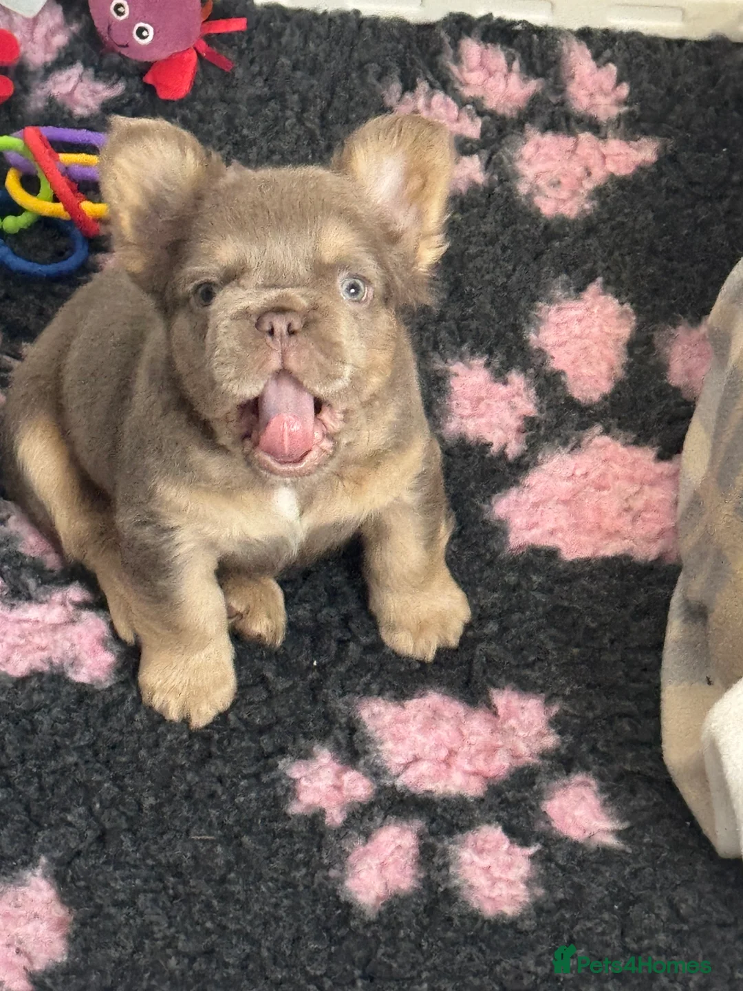 French Bulldog dogs for sale: Outstanding Frenchie pups KC registered  - Advert 12