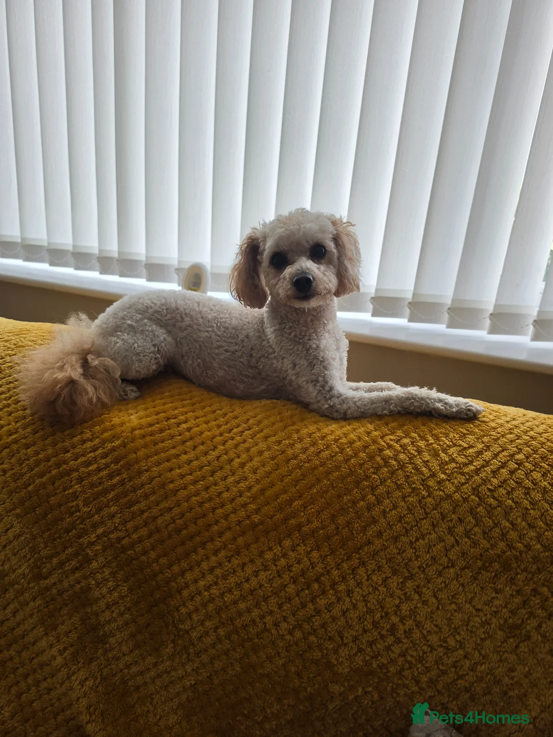 Toy Poodle dogs for sale: Toy poodle - Advert 1