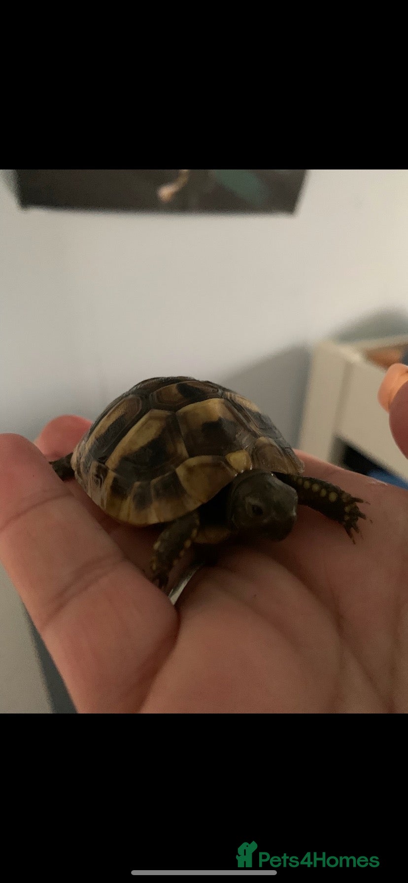 Hermann Tortoise reptiles Baby hermann tortoises  - Advert 2