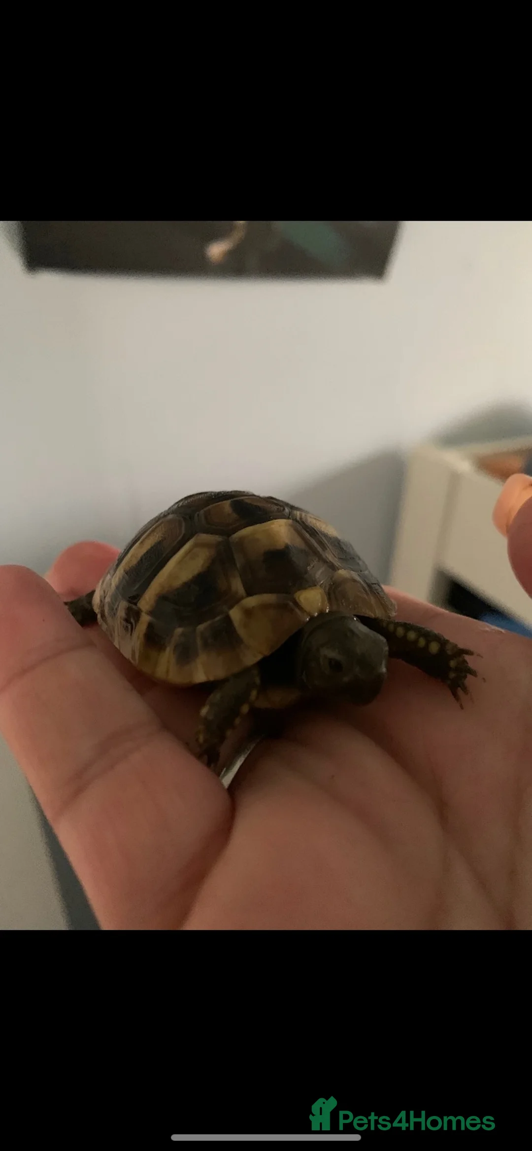 Hermann Tortoise reptiles for sale: Baby hermann tortoises  - Advert 1