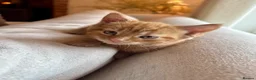 Mixed Breed cats for sale: Beautiful Ginger Kittens  - Advert 11