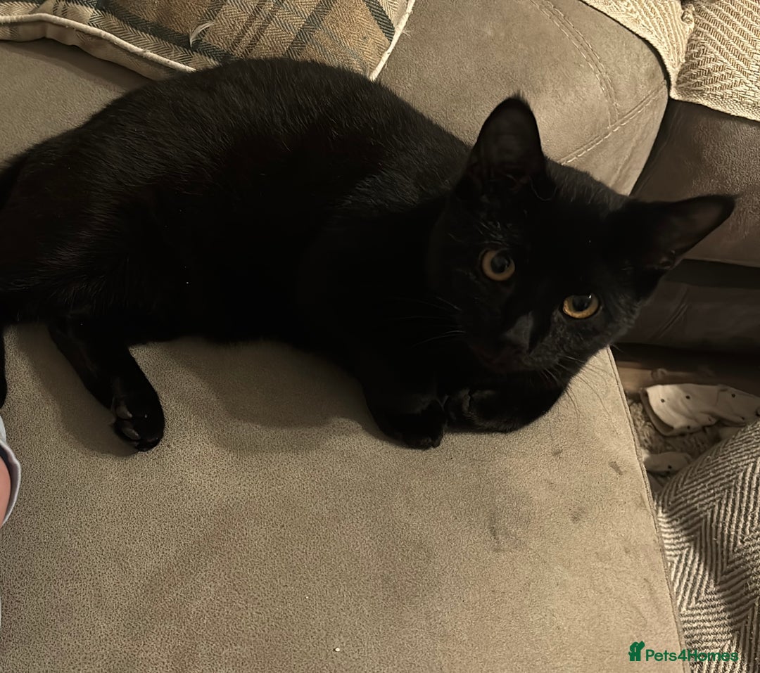 Mixed Breed cats for sale: Male black cat  - Advert 3