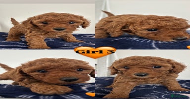 Cockapoo dogs - Advert 15