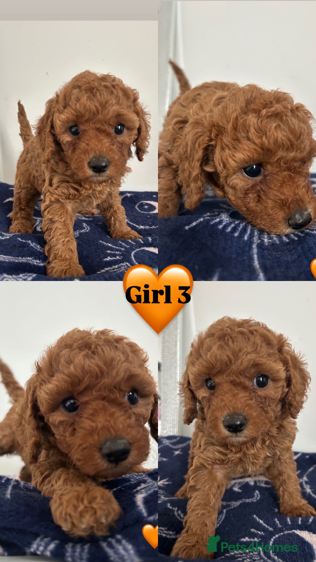 Cockapoo dogs for sale: Cockapoo babies  - Image 3
