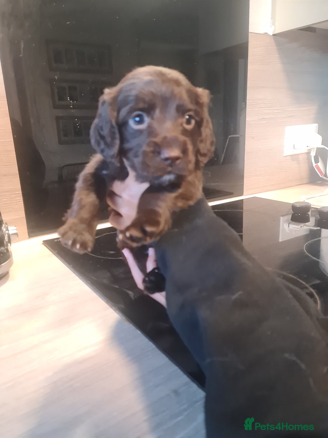 Cocker Spaniel dogs for sale: Cocker Spaniel  - Image 6