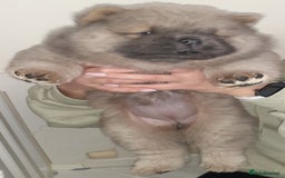 Chow Chow dogs for sale:  KC registered Chow Chow puppies for sale.🤗 - Image 16