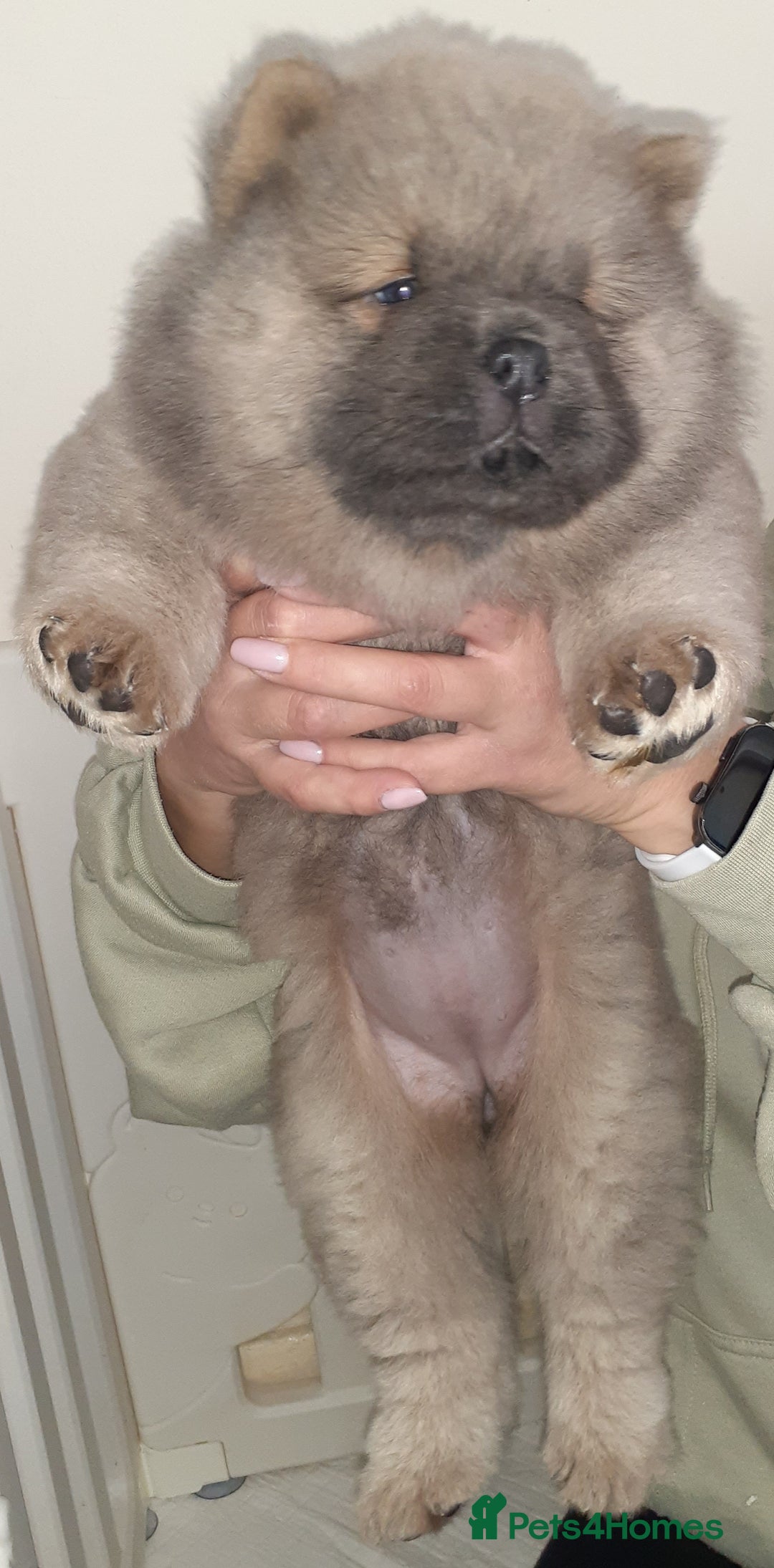 Chow Chow dogs for sale:  KC registered Chow Chow puppies for sale.🤗 - Image 16
