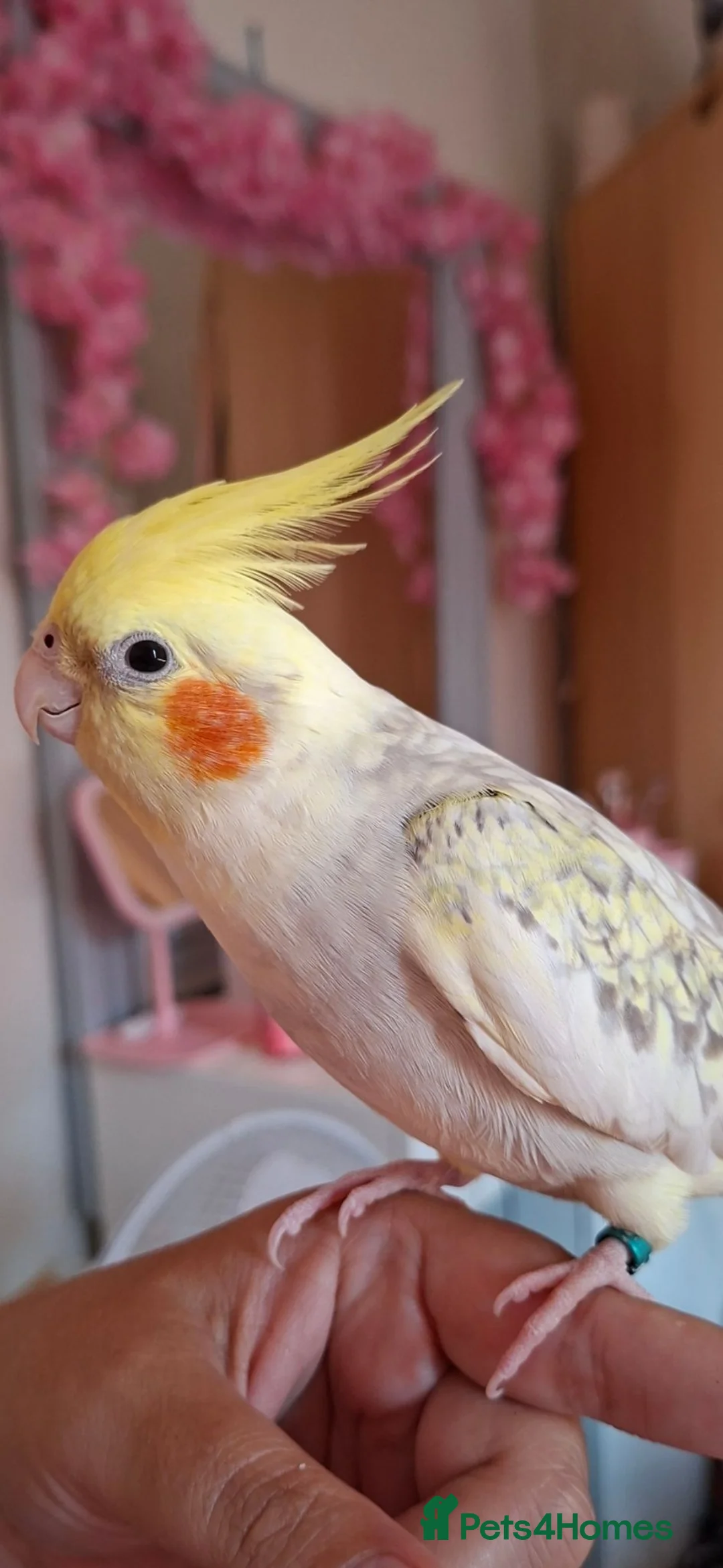 Cockatiels birds for sale: 2 Silly tame girl cockatiels plus all they need - Advert 2