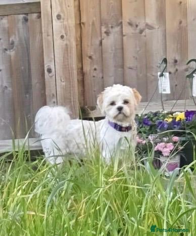 Shih Tzu dogs Beautiful studd available  - Advert 2