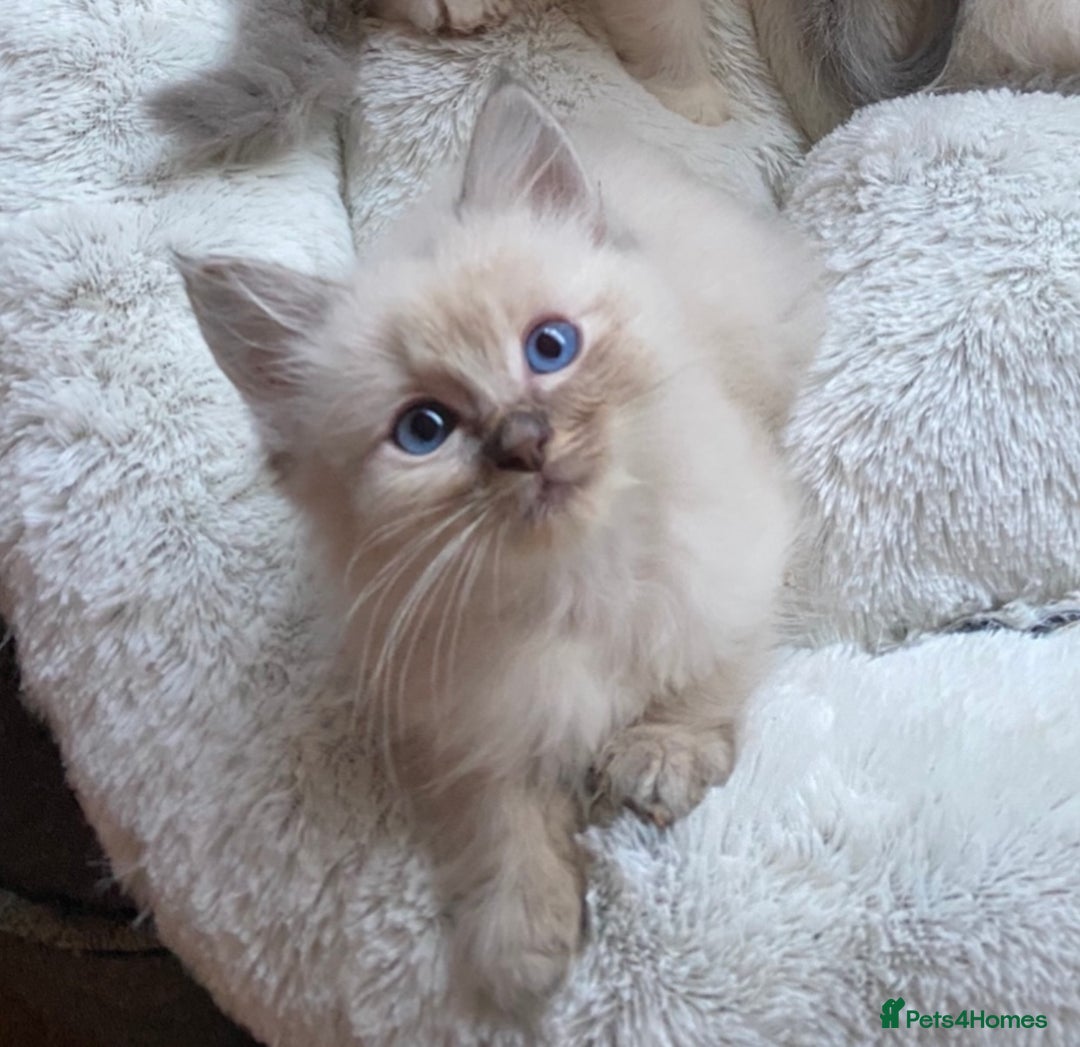 Ragdoll cats for stud: TICA registered blue point stud ragdoll  in Bristol - Advert 3