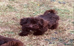 Cockapoo dogs for sale: F1b Cockapoo puppies !! health tested parents !! - Image 25
