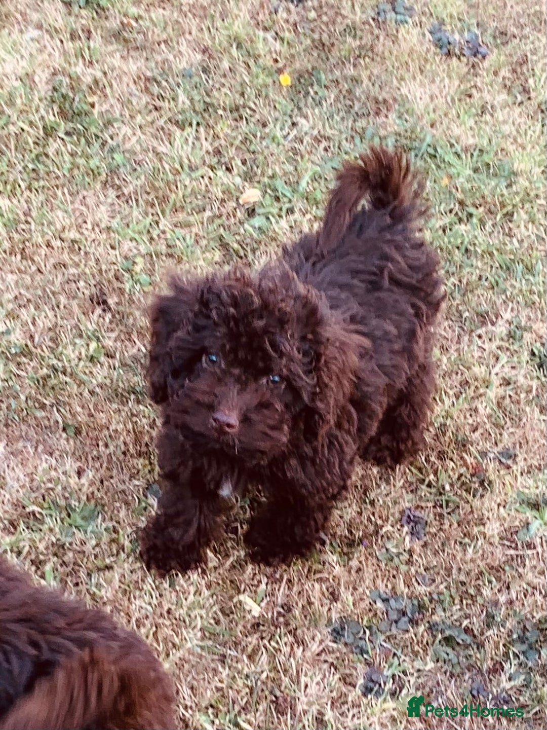 Cockapoo dogs for sale: F1b Cockapoo puppies !! health tested parents !! - Image 25