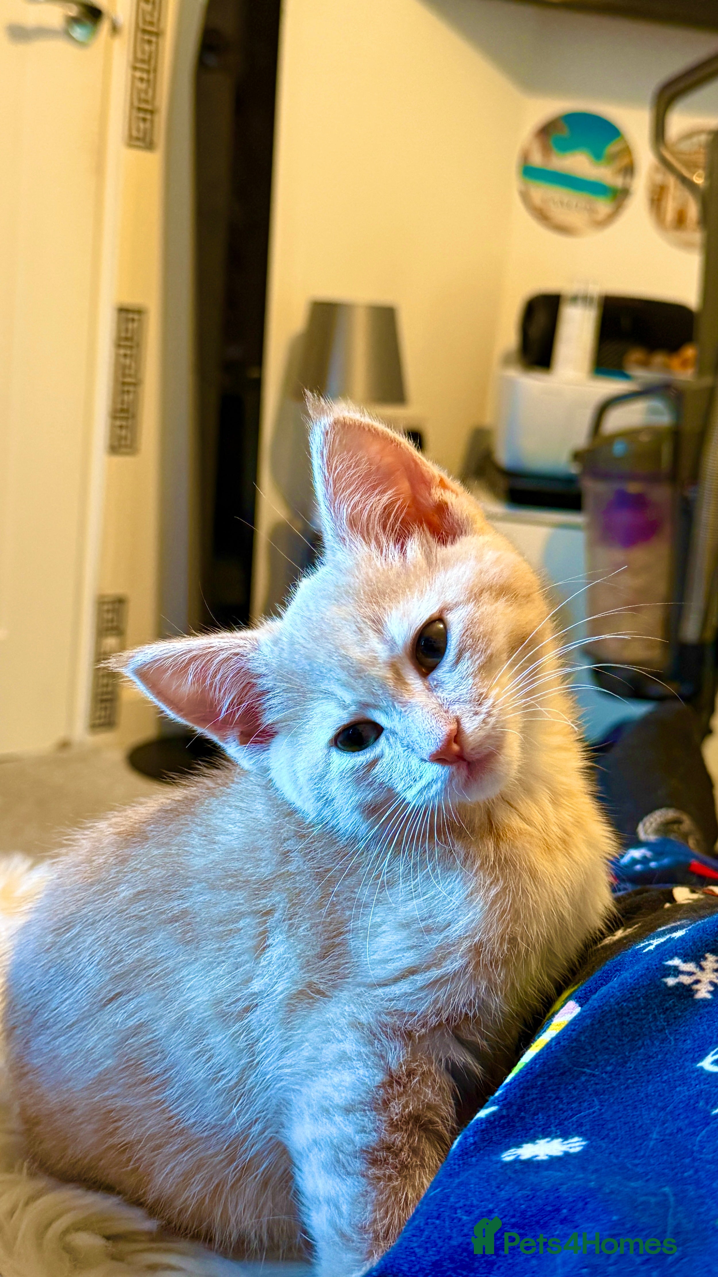 Mixed Breed cats Siberian mix kittens  - Advert 5