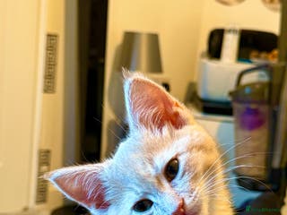 Mixed Breed cats Siberian mix kittens - Advert 5