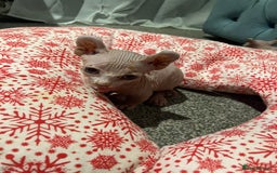 Sphynx cats for sale: Sphynx kittens for sale  - Image 6