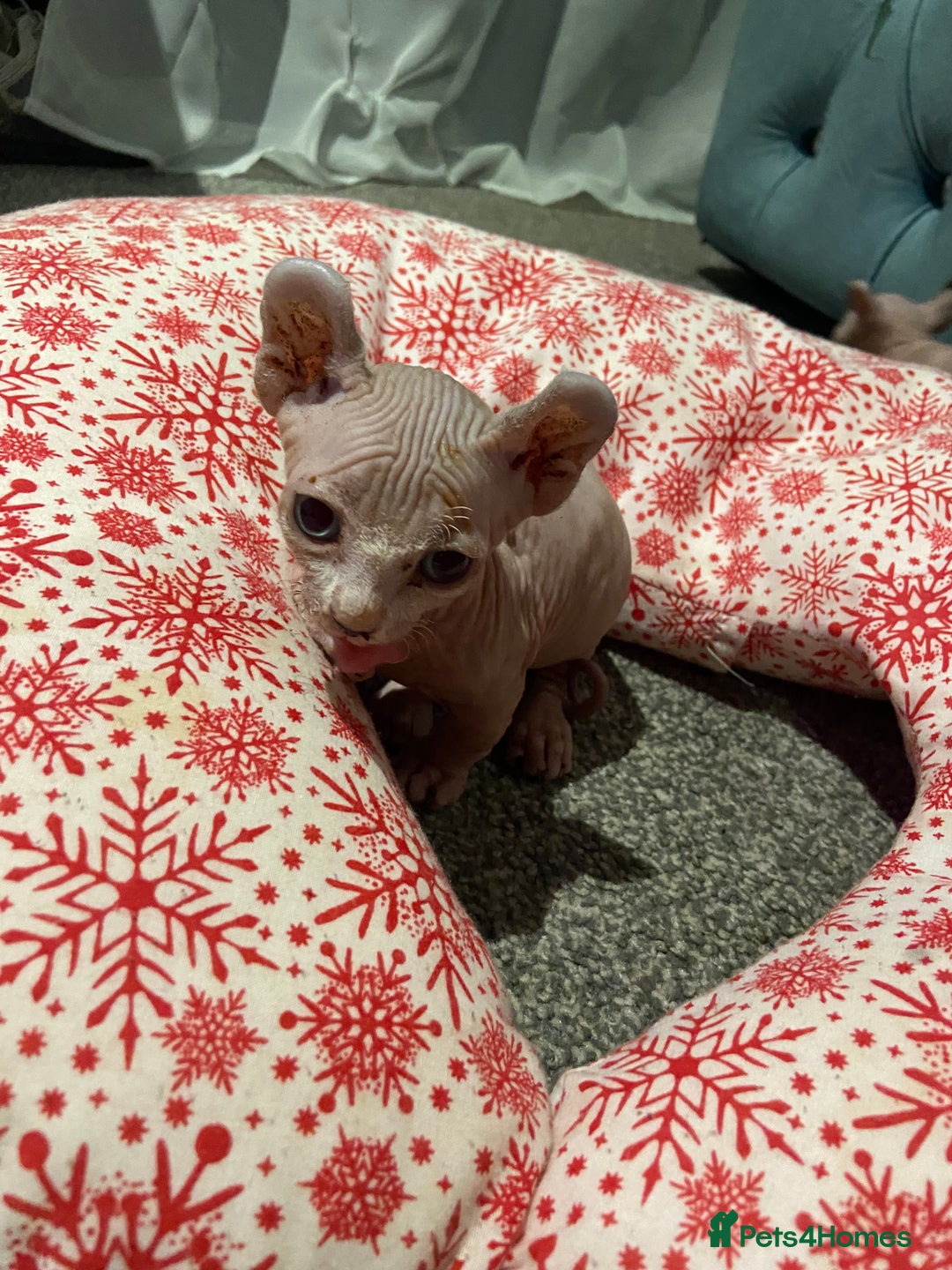 Sphynx cats for sale: Sphynx kittens for sale  - Image 6