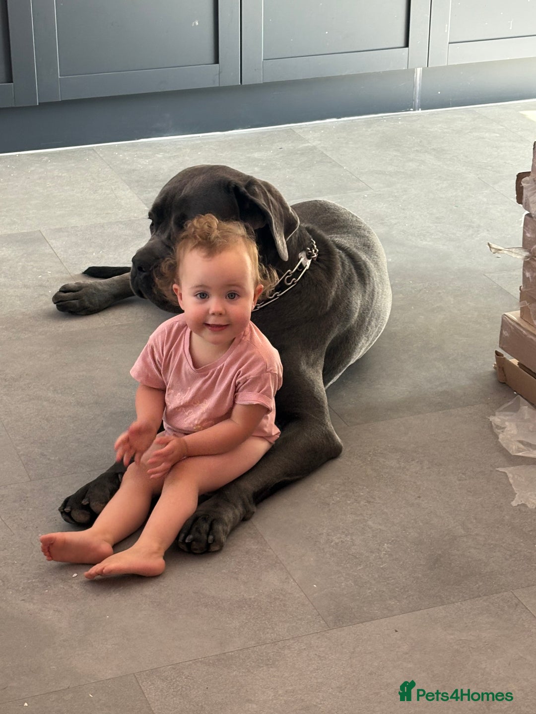 Cane Corso dogs for sale: Stunning Pedigree Cane Corso - Image 4