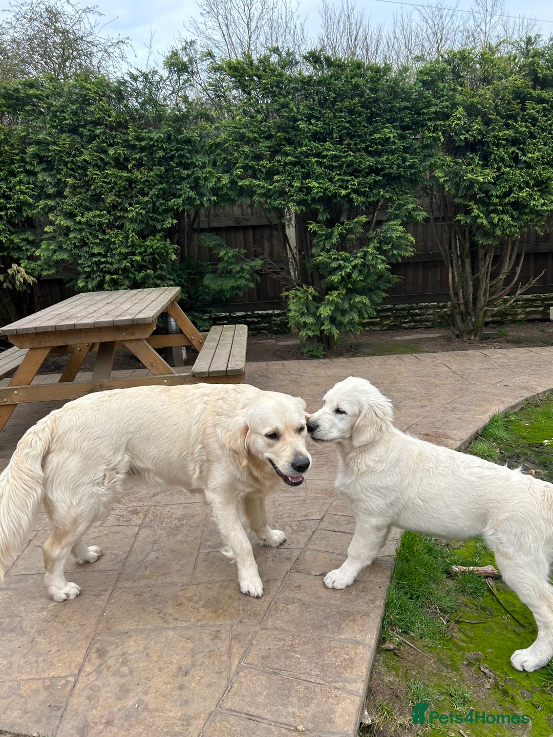 Golden Retriever dogs for sale: Litter Due - Image 2