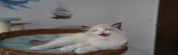 Ragdoll cats for sale: TICA registered kittens - Advert 5