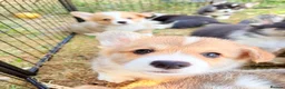 Welsh Corgi Pembroke dogs for sale: Welsh corgi (Pembroke) puppies - Advert 9