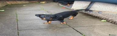 Rottweiler 2