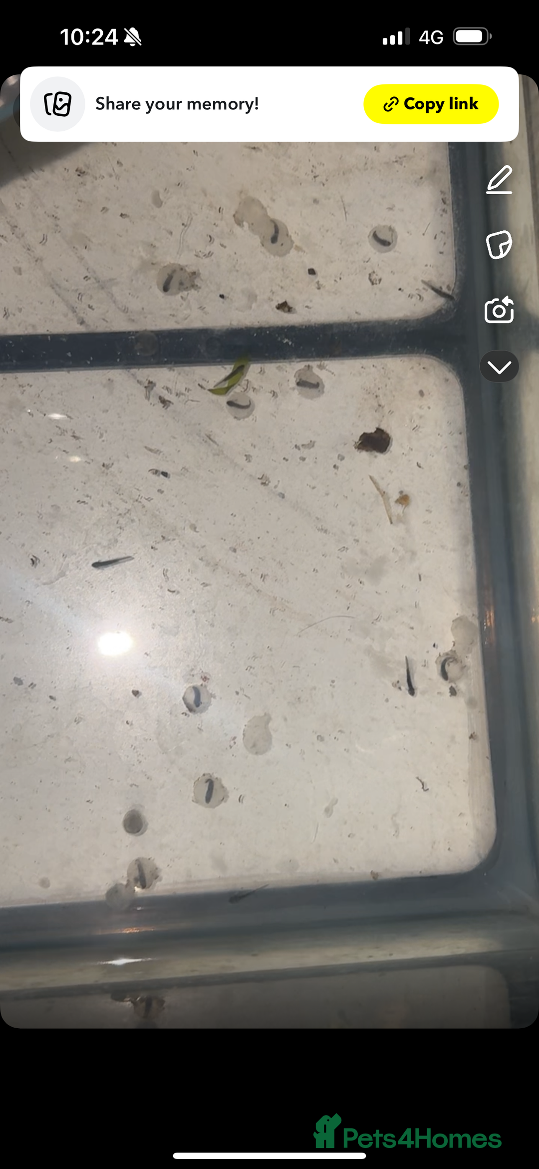 Other/Mixed Breed fish for sale: Axolotl’s  - Advert 2