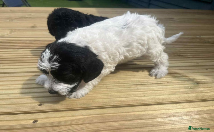 Mixed Breed dogs - Advert 4