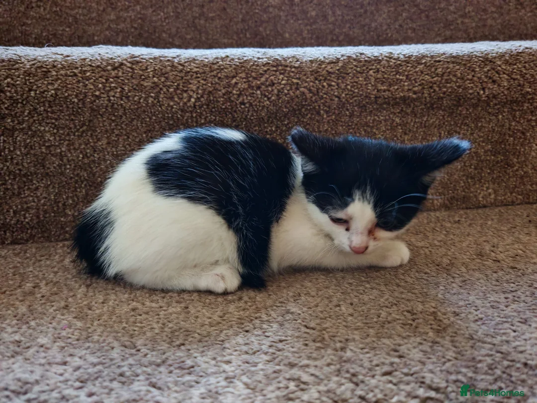 Mixed Breed cats for sale: BRITISH SHORTHAIR CROSS KITTENS *READY NOW* - Advert 12