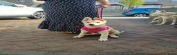 Mixed Breed dogs for sale: Low Content Wolfdog puppies  - Advert 19