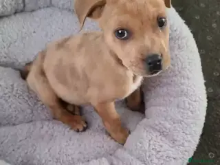 Mixed Breed dogs Mixed breed pups - Advert 5