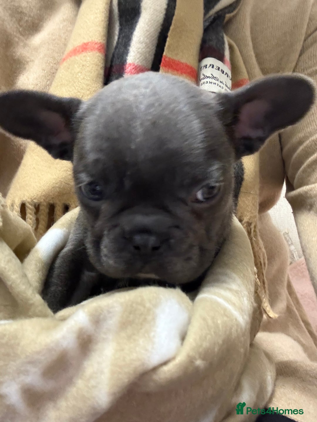 French Bulldog dogs for sale: French Bulldog Puppy (Female) - Advert 2