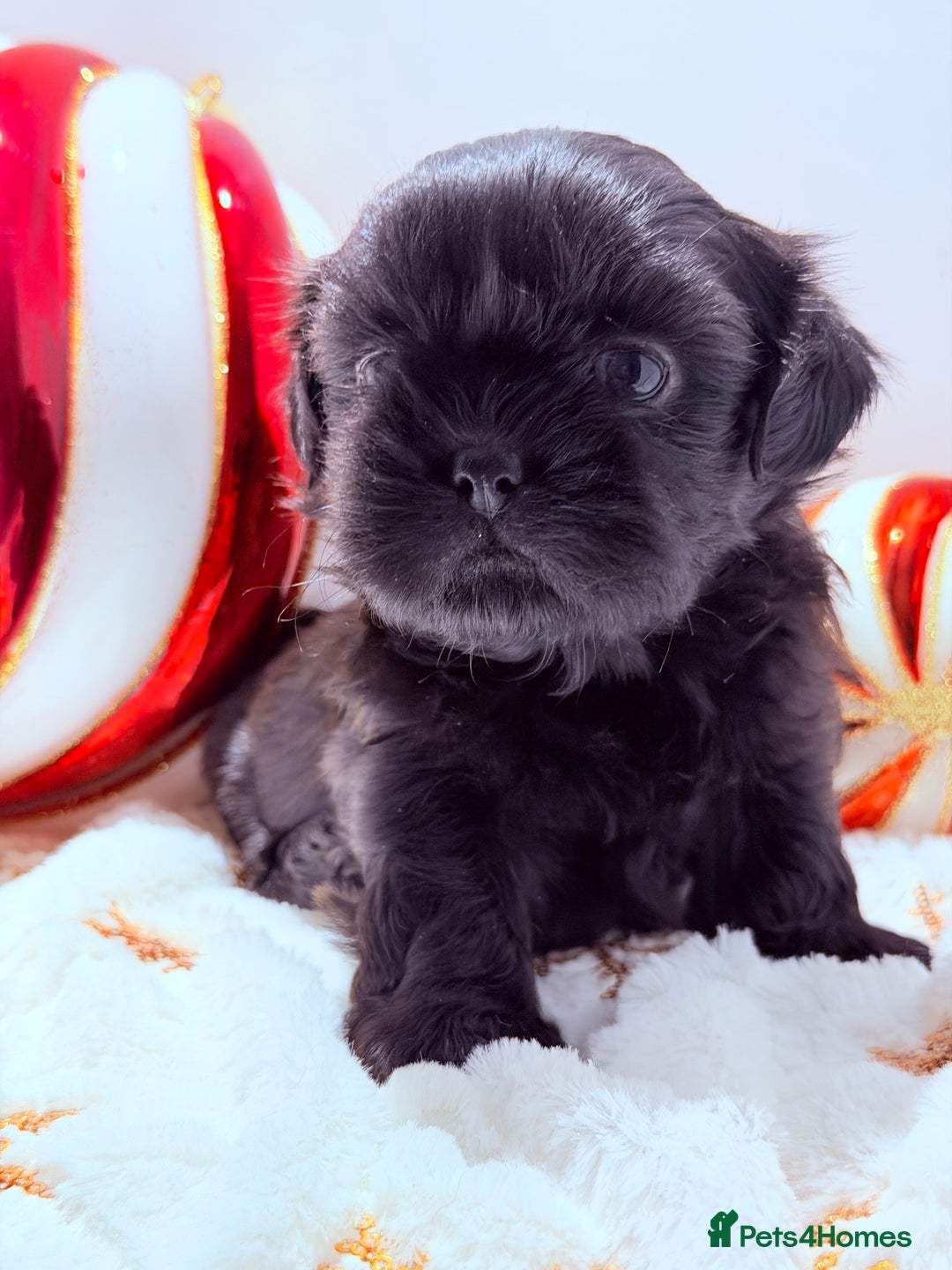 Shih Tzu dogs for sale: 3x Beautiful Pedigree Imperial Shih Tzu Girls - Advert 37