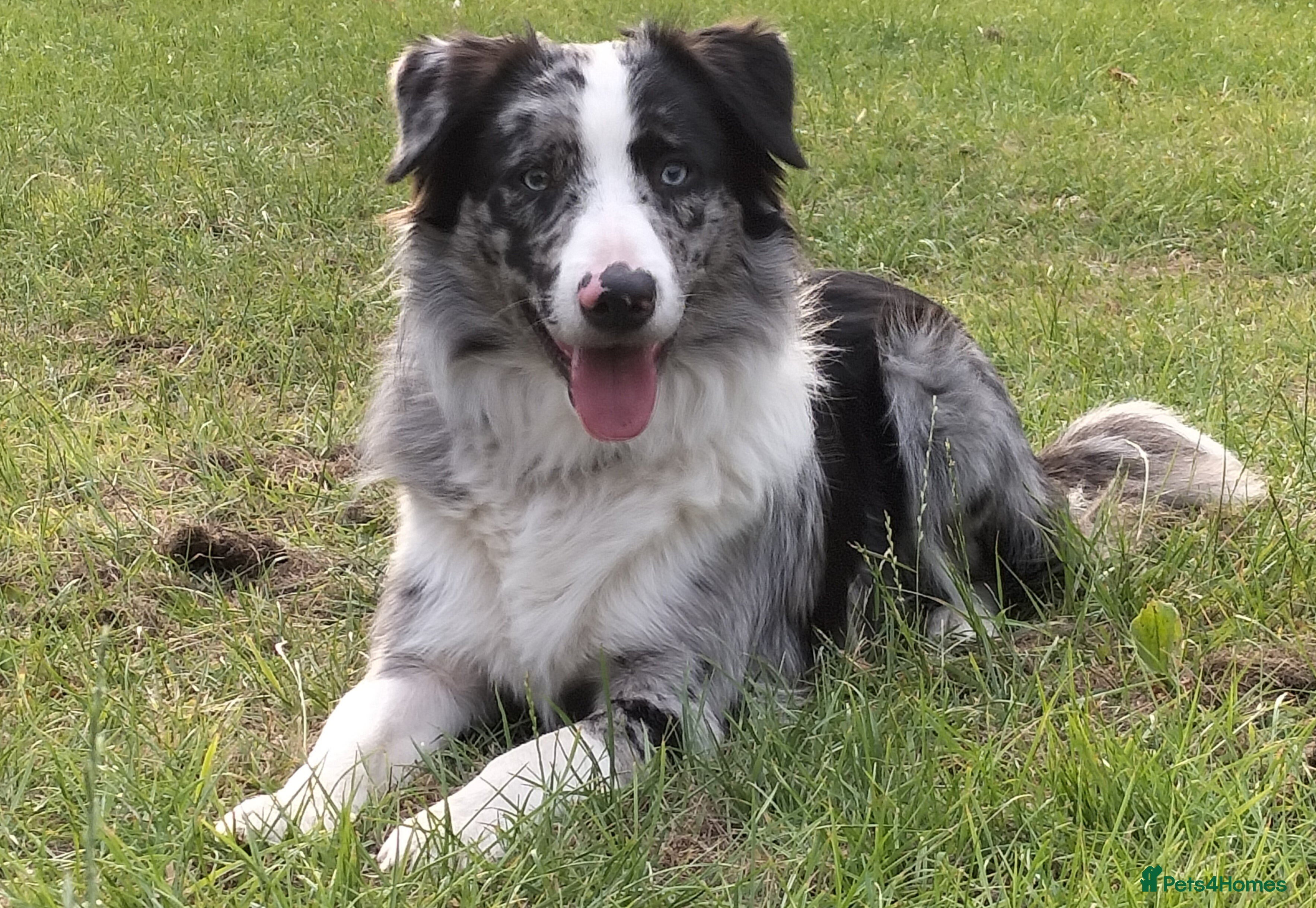 Border Collie dogs Pure breed Blue merle border collie for stud only in Loughborough - Advert 8
