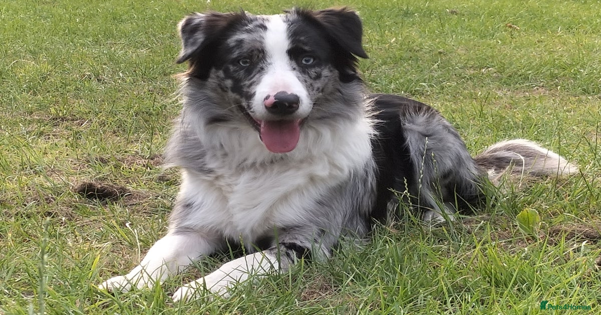 Short Haired Border Blue Merle Border Smooth Collie For Sale Pure