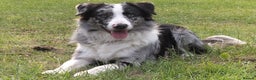 Border Collie dogs for stud: Pure breed Blue merle border collie for stud only in Loughborough - Advert 1