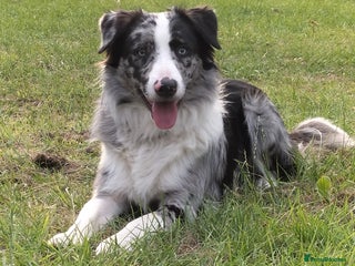 Border Collie dogs in Loughborough - Advert 11